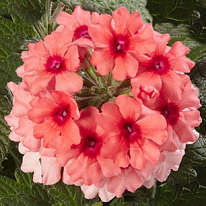 Verbena 'Lanai Strawberry'