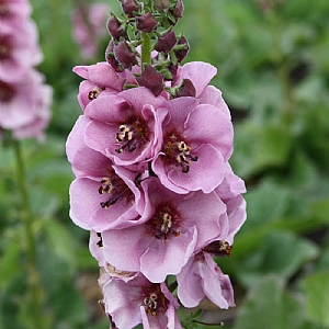 Verbascum 'Lavender Lass'