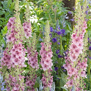 Verbascum 'Merlin'