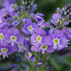 Veronica 'Mountain Breeze'