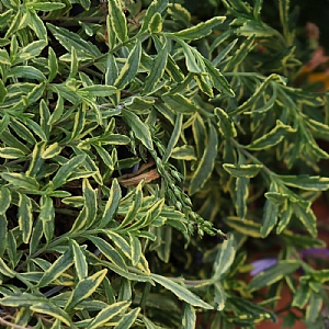 Veronica prostrata 'Goldwell'