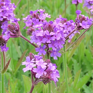 Verbena rigida 'Santos Purple'