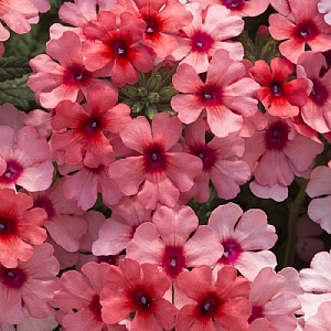 Verbena 'Showboat Mango Orange'