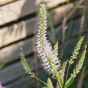 Veronicastrum virginicum 'Spring Dew'