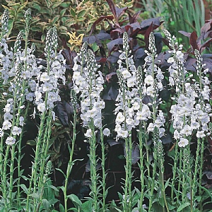 Veronica gentianoides 'Tissington White'