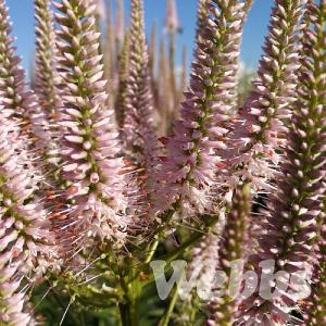 Veronicastrum virginicum 'Challenger'