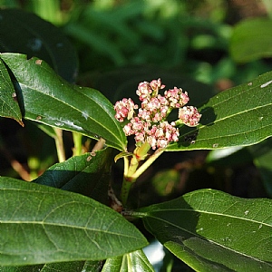 Viburnum davidii