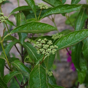 Viburnum nudum 'Brandywine'