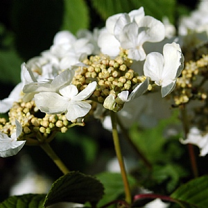 Viburnum plicatum f. tomentosum 'Mariesii'