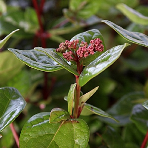 Viburnum tinus 'Rock n Rolla'