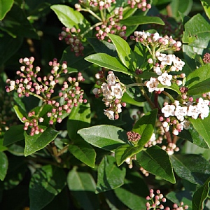 Viburnum tinus