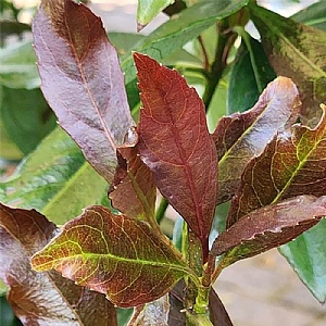 Viburnum 'Coppertop'