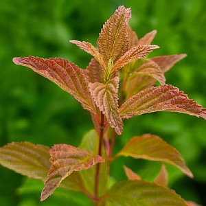 Viburnum farreri