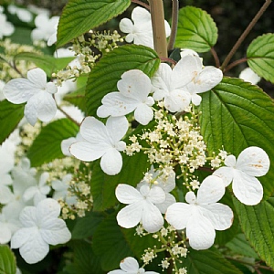 Viburnum 'Kilimanjaro'