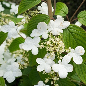 Viburnum 'Kilimanjaro' 