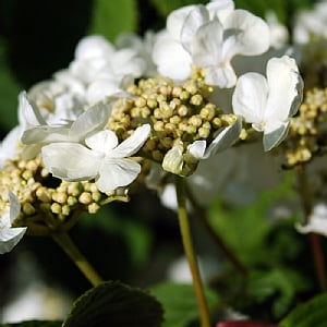 Viburnum 'Mariesii'