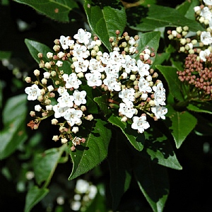 Viburnum tinus 'Eve Price'