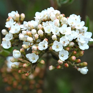 Viburnum x burkwoodii