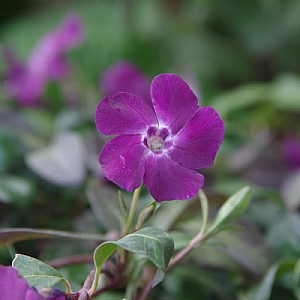 Vinca minor 'Atropurpurea'