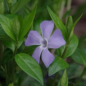 Vinca minor 'Bowle's Variety'