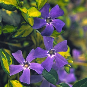 Vinca minor 'Illumination'