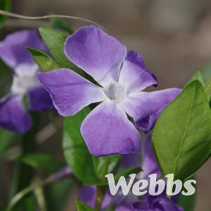 Vinca major