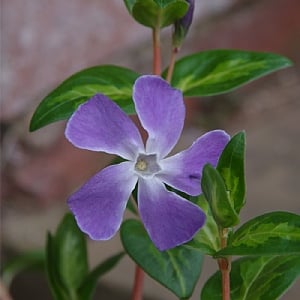 Vinca major 'Maculata'