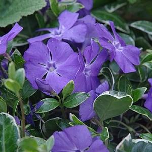 Vinca minor 'Ralph Shugert'