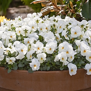 Viola Evo 'Beacon Yellow'