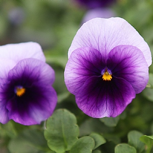 Viola Evo Mini 'Beaconsfield'