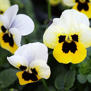 Viola Evo Mini 'Lemon Ice Blotch'