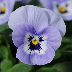 Viola Evo 'Marina'