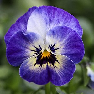 Viola Evo Mini 'Neptune'