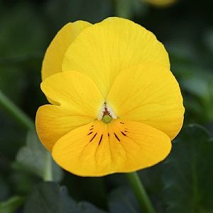 Viola Evo Mini 'Yellow'