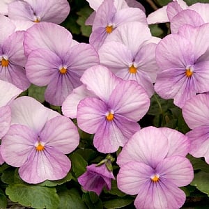 Viola Evo 'Lavender Pink'