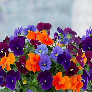 Viola MixMasters 'Warsaw'
