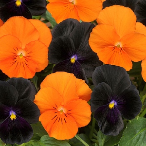 Viola Sorbet 'Halloween Mix'