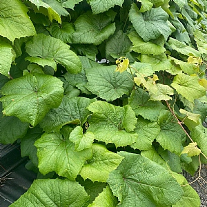 Vitis coignetiae