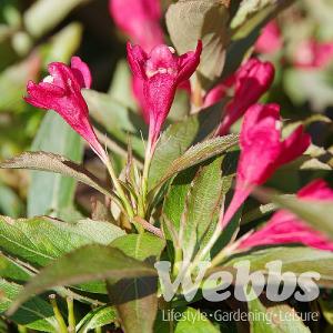 Weigela 'All Summer Red'