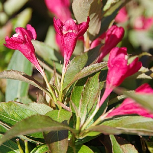 Weigela 'All Summer Red'