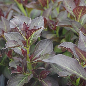 Weigela 'Arabian Nights'
