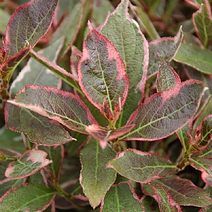 Weigela florida 'Monet'