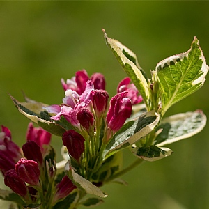 Weigela 'Kosteriana Variegata'