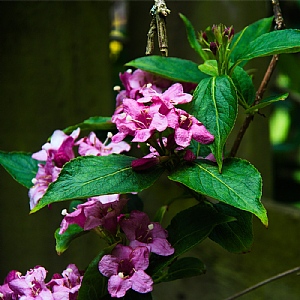 Weigela florida 'Wine & Roses'
