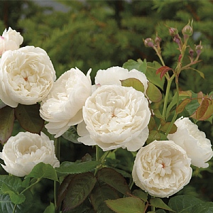 William & Catherine English Shrub Rose