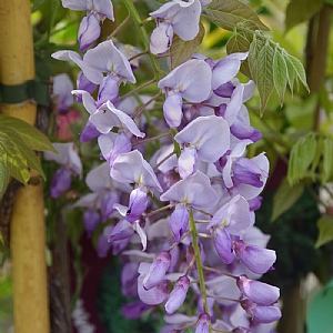 Wisteria frutescens 'Amethyst Falls'