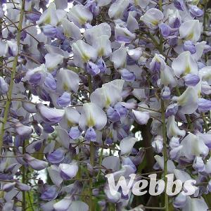 Wisteria 'Royal Purple Black Dragon'