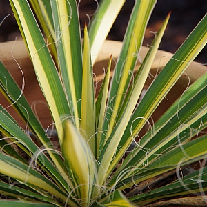 Yucca filamentosa 'Color Guard'