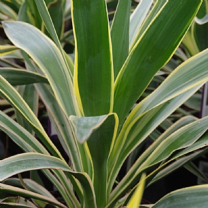 Yucca gloriosa 'Variegata'