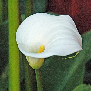 Zantedeschia aethiopica 